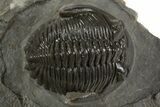 Detailed Hollardops Trilobite Fossil - Ofaten, Morocco #340238-1
